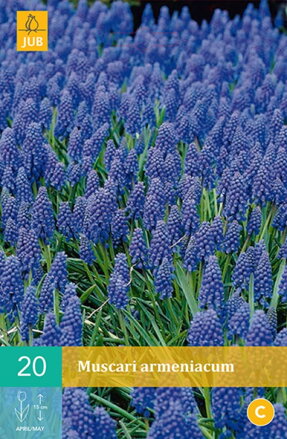 Modrica - Muscari armeniacum