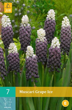 Modrica - Muscari  Grape Ice