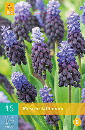 Modrica - Muscari latifolium