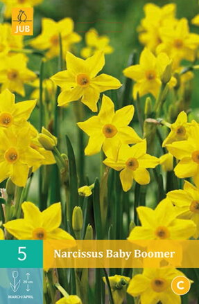 Botanický narcis - Baby Boomer
