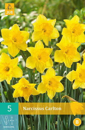 Veľkokvetý narcis - Carlton