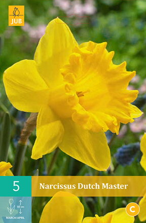 Trúbkovitý narcis - Dutch Master