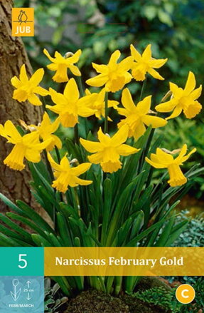 Botanický narcis - February Gold