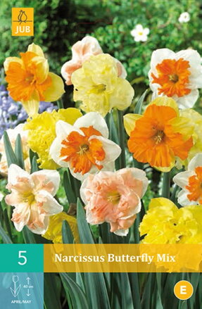 Motýľokvetý narcis - Mix