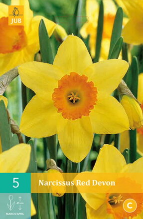 Veľkokvetý narcis - Red Devon