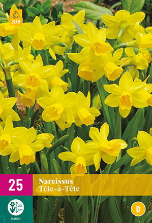 Botanický narcis - Tete-a-Tete