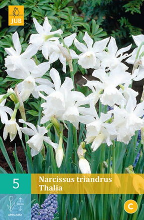 Botanický narcis - triandrus Thalia