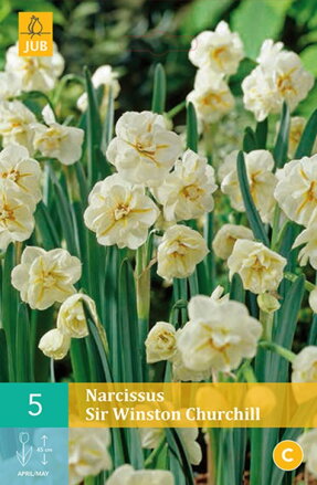 Tazetta narcis - Sir Winston Churchill