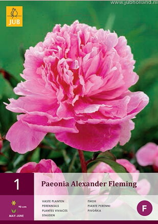 Paeonia lactiflora Pivonka Alexander Fleming  