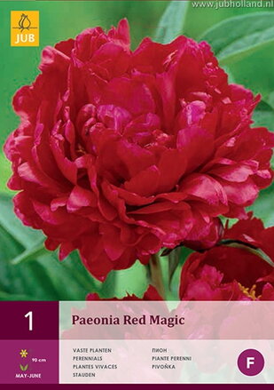 Paeonia lactiflora Pivonka Red Magic  