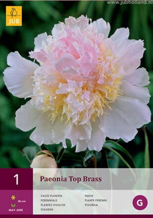 Paeonia lactiflora Pivonka Top Brass              