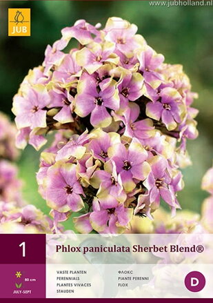 Phlox paniculata  Flox Sherbet Blend  