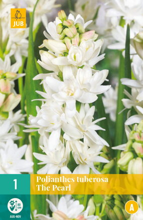 Polianthes tuberosa The Pearl