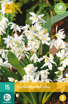 Scila - Scilla siberica Alba