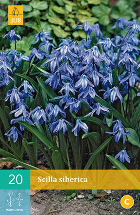 Scila - Scilla siberica
