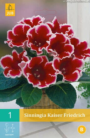 Gloxinia Kaiser Friedrich 