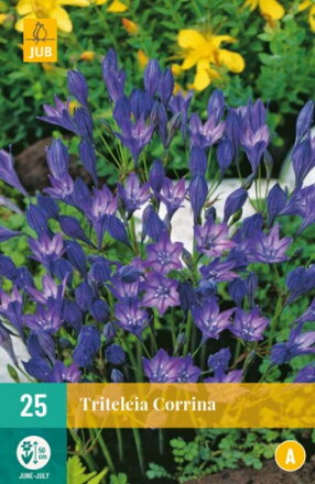 Triteleia  Corrina  