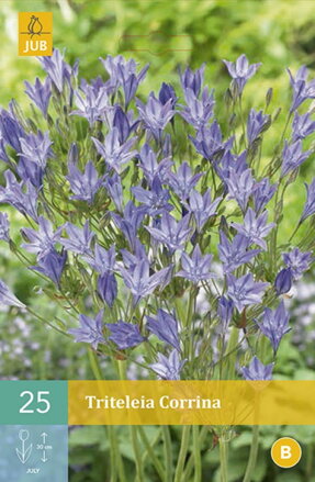 Triteleia Corrina