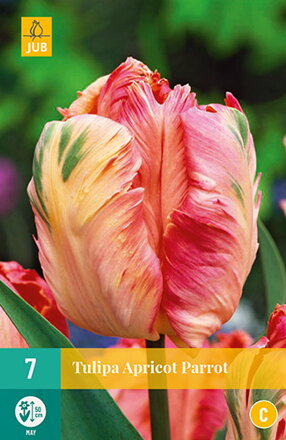 Papagajový tulipán - Apricot Parrot