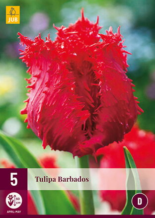 Strapkatý tulipán - Tulipán Barbados                                
