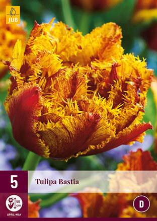 Strapkatý tulipán - Bastia