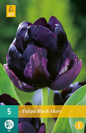 Plný neskorý tulipán - Tulipán Black Hero