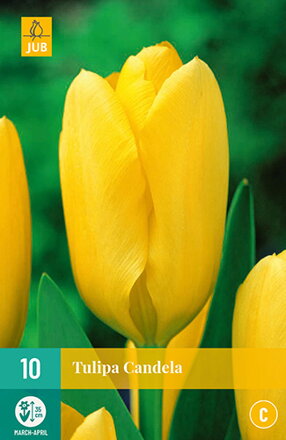 Fosteriana tulipán - Tulipán  Candela