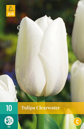 Jednoduchý neskorý tulipán - Clearwater