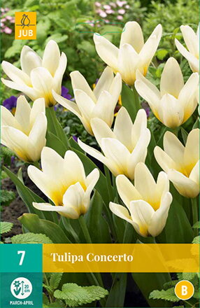 Kaufmanniana tulipán - Tulipán Concerto  