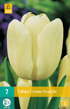 Triumph tulipán -Creme Fraiche  