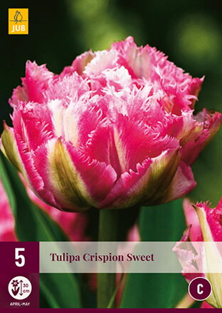 Strapkatý tulipán - Crispion Sweet