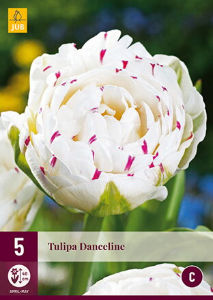 Plný tulipán - Danceline