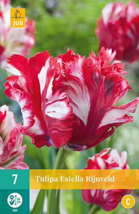 Motýľokvetý tulipán - Estella Rijnveld