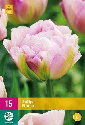 Plný  neskorý tulipán - Finola