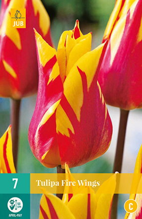 Ľaliokveté tulipány - Tulipán Fire Wings                          