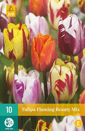 Triumph tulipán - Flaming Beauty Mix