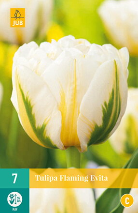 Plný neskorý tulipán -  Flaming Evita