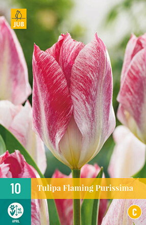 Fosteriana tulipán - Tulipán  Flaming Purissima