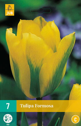 Viridiflora tulipán - Tulipán Formosa 