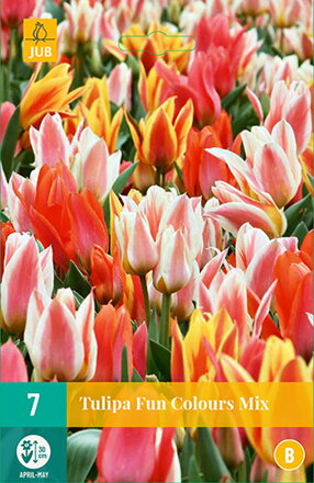 Greigii tulipán - Fun Colours  Mix