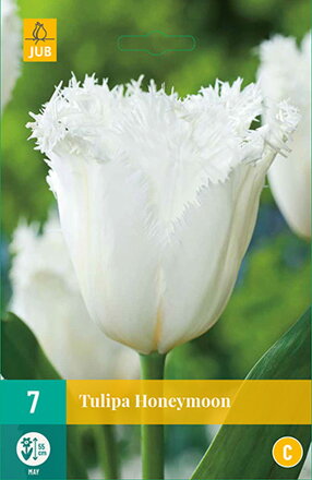 Strapkatý tulipán - Tulipán Honeymoon