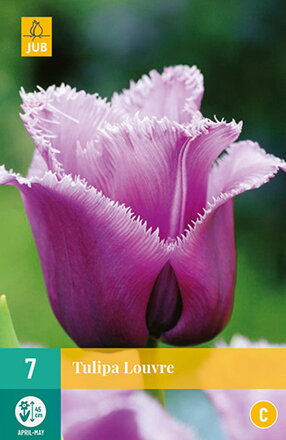 Strapkatý tulipán - Tulipán Colour Fusion