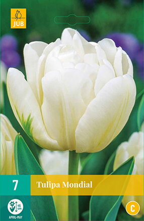 Plný skorý tulipán - Tulipán Mondial