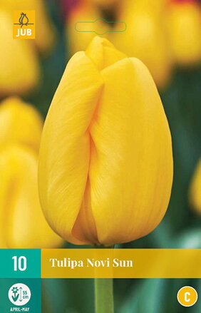 Hybridný Darwin tulipán - Tulipán Novi Sun  