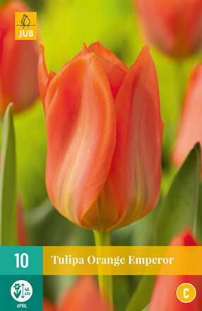 Fosteriana tulipán - Tulipán  Orange Emperor
