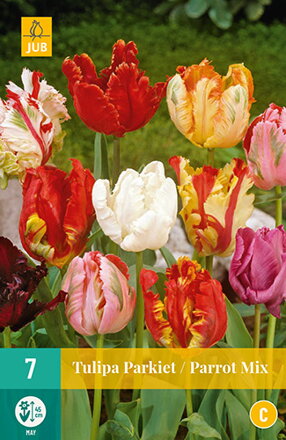 Motýľokvetý tulipán - Parrot Mix
