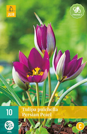 Botanický tulipán - Tulipán Pulchella Persian Pearl