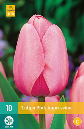 Hybridný Darwin tulipán -  Pink Impression