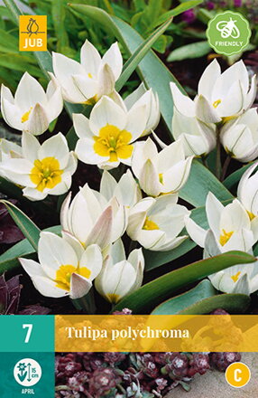 Botanický tulipán - polychroma