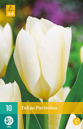 Fosteriana tulipán - Tulipán  Purissima